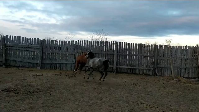 Лошадь арабской чистокровной породы смотреть онлайн