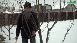 Обрезка сливы в форму чаши.