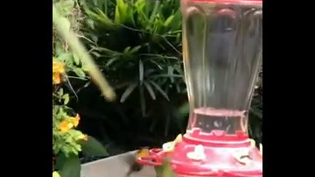 Colibries de mi jardin. Municipio El Hatillo, Caracas-Venezuela. смотреть онлайн