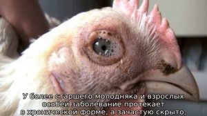 Сальмонеллез у кур