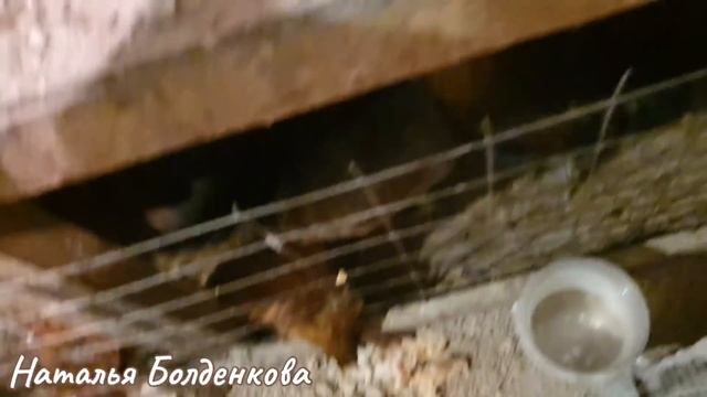 Муж мне врёт》Сумасшедшие куры》Каждый день "сюрприз" смотреть онлайн