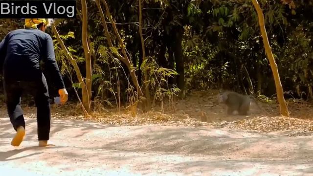 Fake Tiger Prank Monkey What Is Happening Real Monkey VS Crazy Man || Funny Video #monkeylover 2023