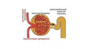 Анатомия почки за 20 минут