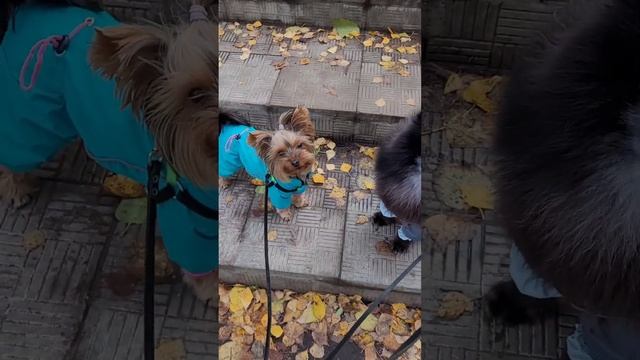 собака лает на всех на улице. смотреть онлайн