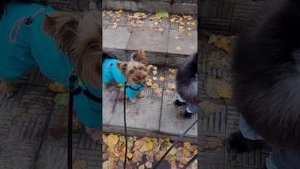собака лает на всех на улице.