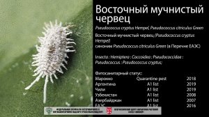 Восточный мучнистый червец (Pseudococcus citriculus Green (Pseudococcus cryptus Hempel))