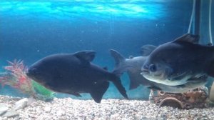 Аквариум обывателя. Паку красный. Случайное приобретение.