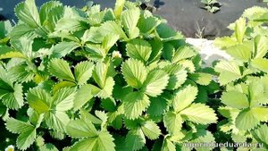 Показываю как цветет клубника разных сортов