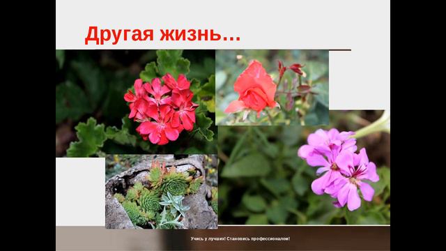 Караван историй Все, что нужно для счастья - любить жизнь. Болоцкова Юлия. 09.11.16 смотреть онлайн