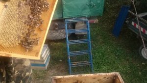 Переформировка пчелосемьи в октябре.