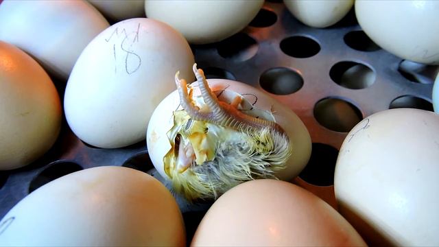 Incubator Araucana chicks April 10, 2015 Цыплята Араукана Гамбургские вылупляются в инкубаторе