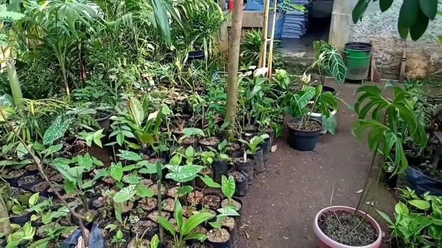 TANAMAN HIAS MURAH di Bogor tanamanhiasmurah tanamanhiasviral calathea monstera keladi philo