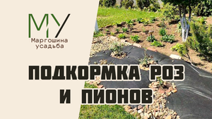 Подкормка роз и пионов