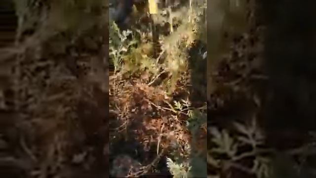 Извлекатель сорняков Торнадо (Торнадика). смотреть онлайн