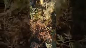 Извлекатель сорняков Торнадо (Торнадика).