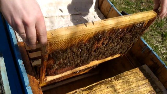 осмотр пчел после двухнедельной непогоды смотреть онлайн