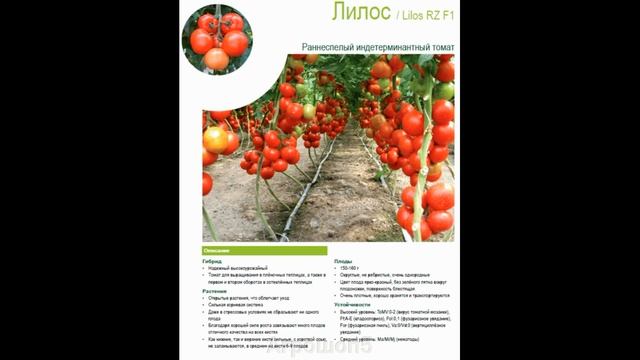 Самый лучший томат в мире 2023 г.!!! Высокоурожайный,сладкий и вкусный томат ЛИЛОС!!! СУПЕР!!!