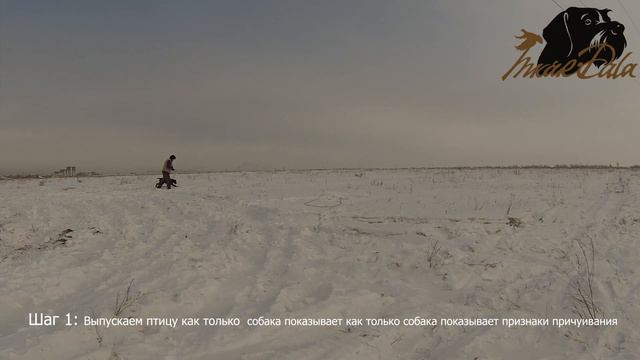 Урок 2 Подготовка легавой к полевой работе (Шаг 1, Шаг 2) смотреть онлайн