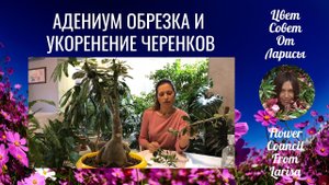 АДЕНИУМ ОБРЕЗКА И УКОРЕНЕНИЕ ЧЕРЕНКОВ 10.11.2019