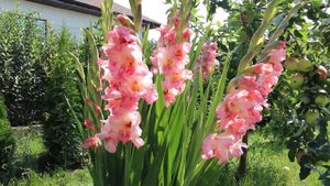 СИСТЕМА УХОДА ЗА ГЛАДИОЛУСАМИ. ВАЖНЫЕ СОВЕТЫ ДЛЯ ОТЛИЧНОГО РЕЗУЛЬТАТА.