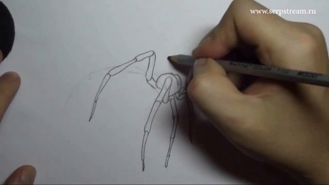 Как рисовать паука Чёрная вдова смотреть онлайн