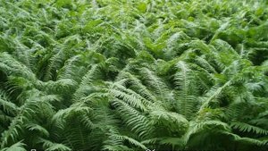 Как проходит жизненный цикл папоротника — стадии развития и размножения