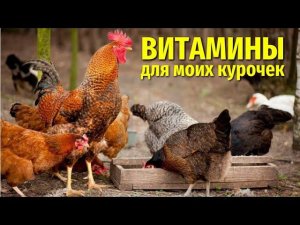 Наш круглогодичный курятник: ПОДВЕШИВАЮ НА ВЫСОТЕ 1 МЕТР ОВОЩНЫЕ ВИТАМИНЫ!