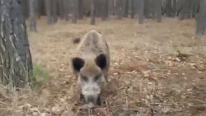 Дикий кабан на людях