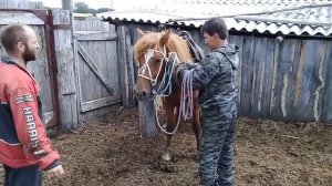 Обучение лошади. (360p).mp4