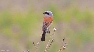 Музыка для восстановления нервной системы / Расслабляющая, лечебная музыка, с пением птиц
