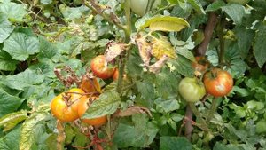 Самые распространенные болезни томатов