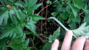 Небольшой обзор дикоросов мая. Заготовка трав для лесного супа.