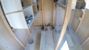 Немного о кормлении голубей! 18 октября 2020.