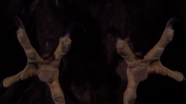 Насекомые Интересные Факты