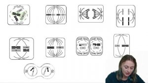 Как определить набор хромосом по картинке? | Биология ЕГЭ