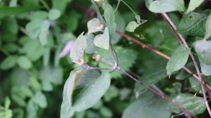 종덩굴- Violet Stanavoi clematis