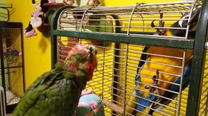 Попугай ара и кубинский амазон: знакомство через клетку