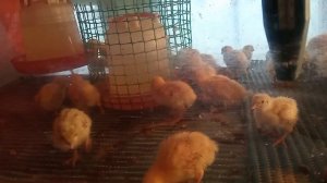 Перепела жизненный цикл  от рождения до яйценоскости как бизнес Слава в теме