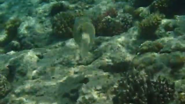 Колючий аротрон. Arothron hispidus. MPEG0586.AVI смотреть онлайн