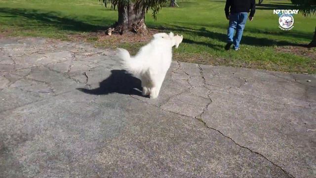 Caspar Capers Vol 18 #dog #RVdog #doglovers #dogs смотреть онлайн