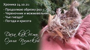 Продолжаю обрезку роз.  Чье гнездо?  | Дача как есть. Хроника 24.10.2021