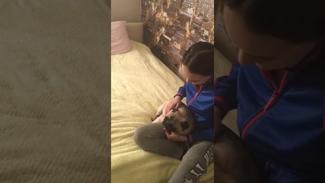 Мопс Марсик. Как отучить собаку делать то, что не устраивает хозяев! смотреть онлайн