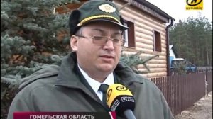 Лесники рассказали, как проходит заготовка новогодних деревьев