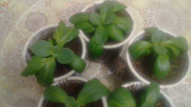 Комнатные растения из семян 2 часть смотреть онлайн