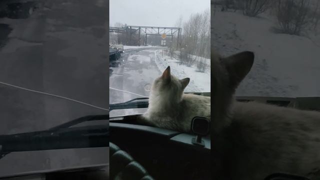 ох уж какие интересные снежинки❄️?#котдальнобой