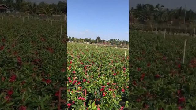 Mandevilla Giant Red