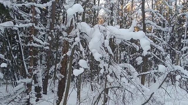 Деревья в снегу/Trees in the snow 28.12.2021 #лесопарк #природа #зима #деревья #снег смотреть онлайн