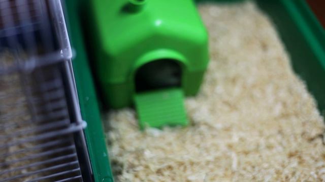 Новорожденные джунгарики смотреть онлайн