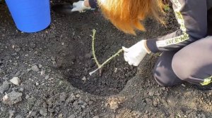 Осенняя посадка розы Прейри Джой