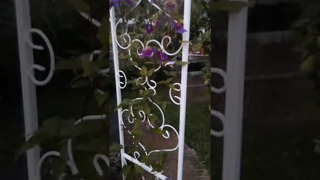 Расцвел мой новый клематис Мульти блю! он просто красавчик! смотреть онлайн